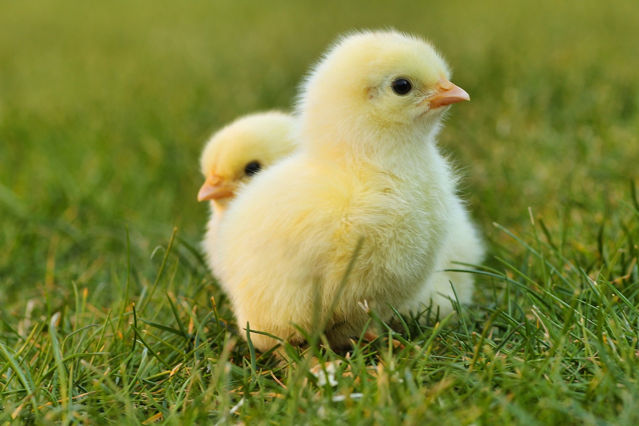 chick, easter chick, easter-5014152.jpg